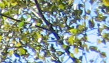 Cottonwood Leaves