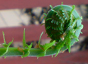 fern
