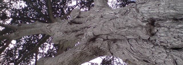 tree
