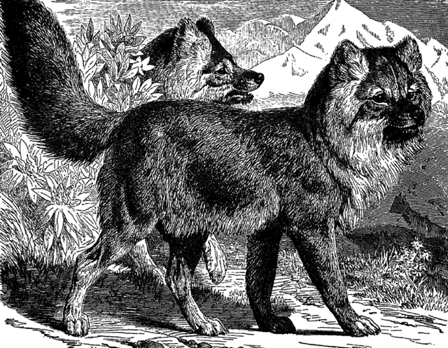 monkey_dogs